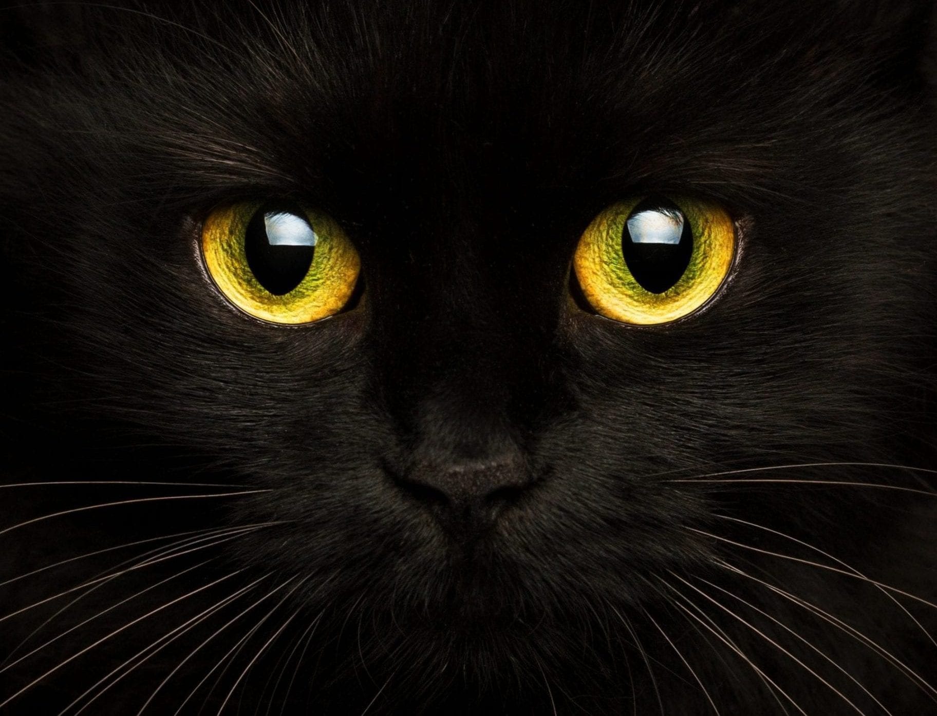 Cute muzzle of a black cat close up